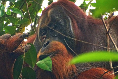 Estudo documenta pela 1ª vez primata usando planta com propriedades curativas para tratar ferida
