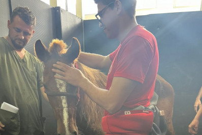 Cavalo Caramelo tem quadro estável após ficar cinco dias ilhado no RS