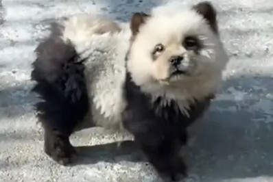 Fake animal: Zoo na China pinta cães para exibi-los como pandas