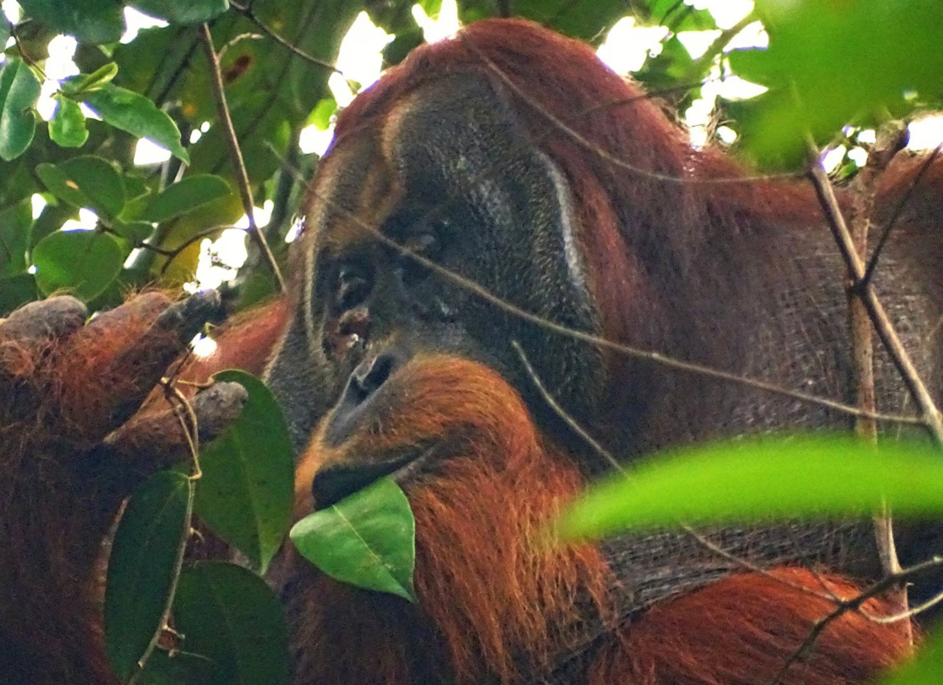 Orangutango é estudando após ser visto usando folhas para curar ferimento - Saidi Agam/Suaq Project