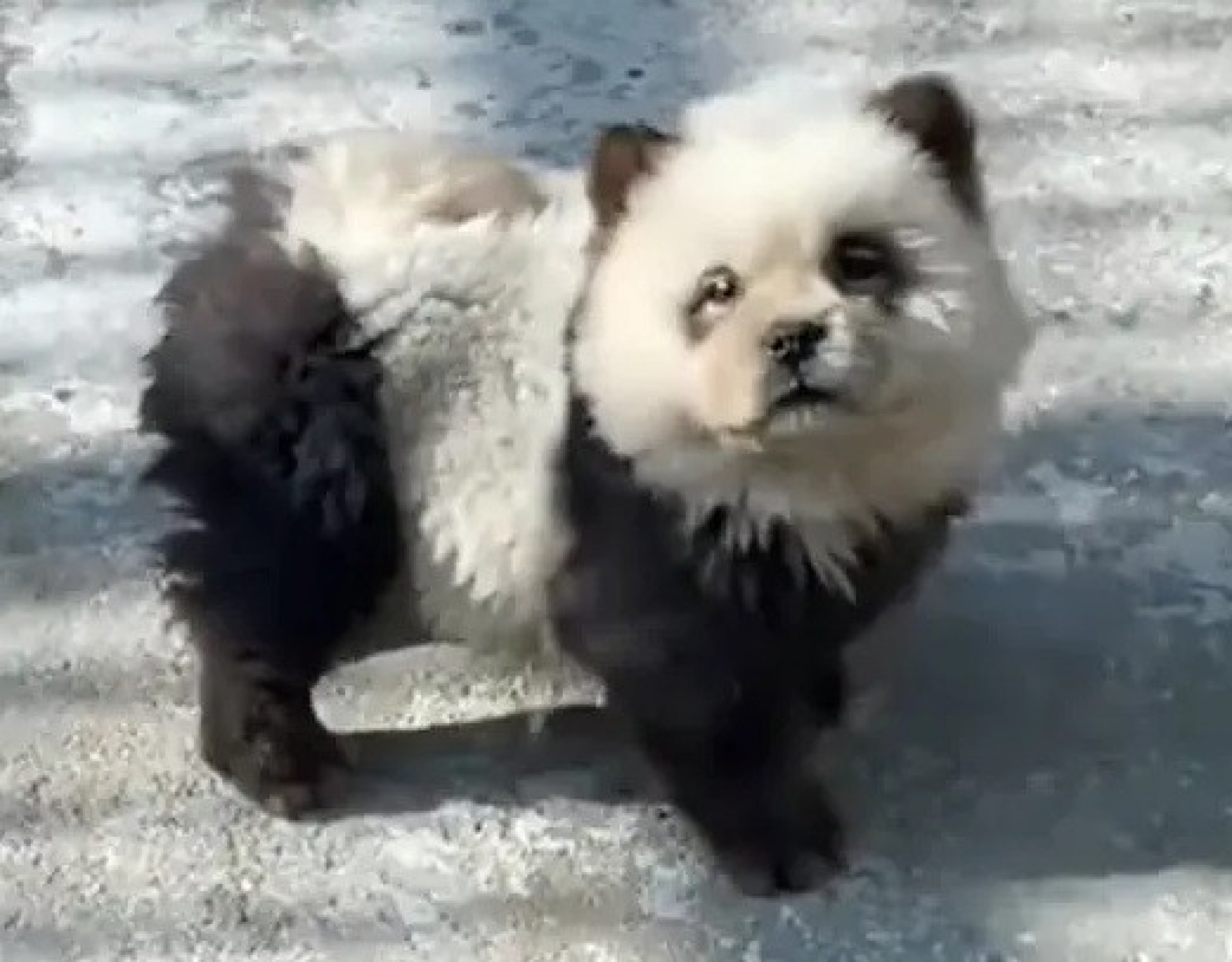 Em maio de 2024, zool&oacute;gico de Taizhou tingiu o pelo de c&atilde;es da ra&ccedil;a Chow Chow para exibi-los como ursos panda - Reprodu&ccedil;&atilde;o