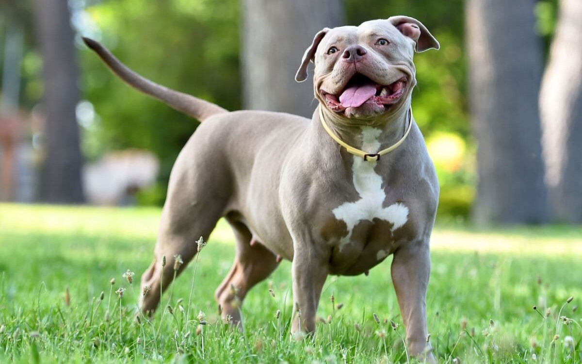O american bully &eacute; um cachorro d&oacute;cil e muito amig&aacute;vel (Imagem: alberto clemares exposito | Shutterstock)