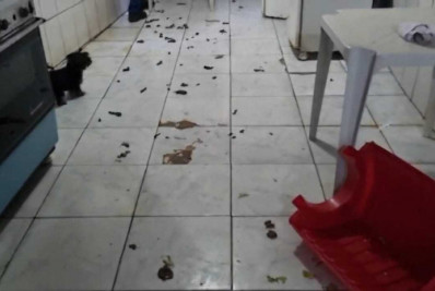 Polícia Civil resgata cachorro morto e gato sem cabeça em casa de médica veterinária no DF