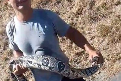 Cobra de quase dois metros assusta motoristas na Linha Amarela