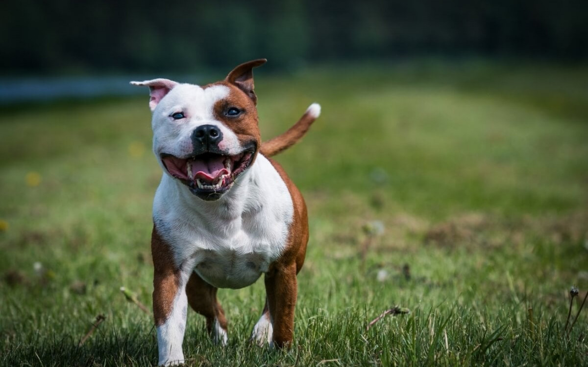 O comportamento dos cachorros é influenciado pelo ambiente de criação (Imagem: Eve Photography | Shutterstock) 