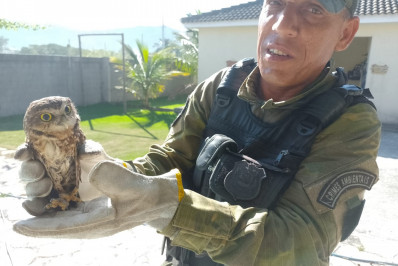 Guarda Municipal resgata coruja-buraqueira em Itaipuaçu