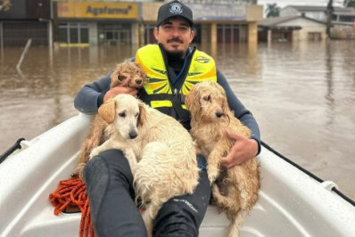 Veterinário de Cabo Frio realiza resgates do Rio Grande do Sul: 