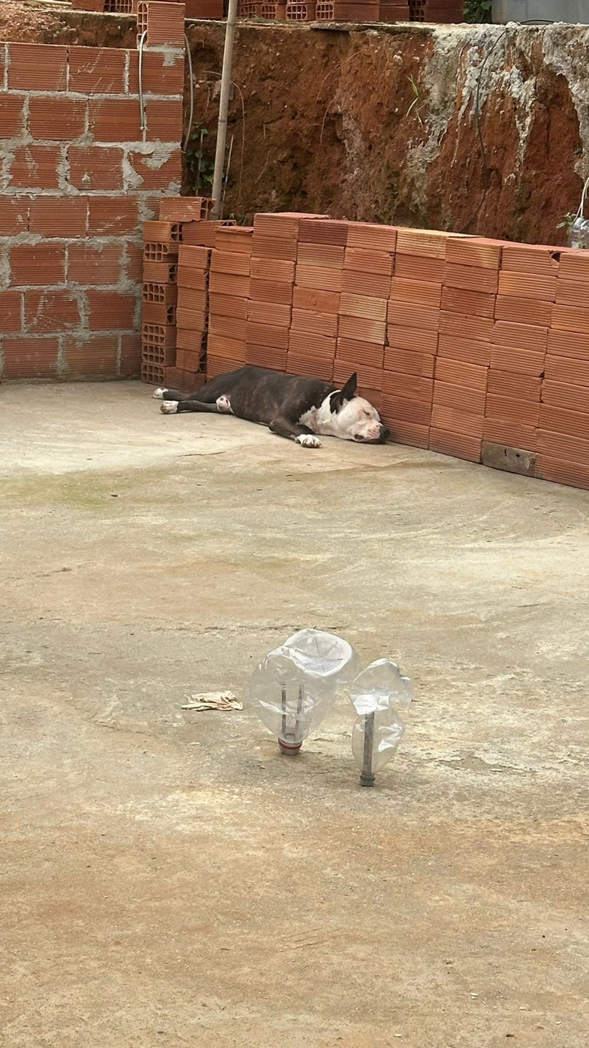 Cachorro da raça pitbull que atacou Aparecida dos Santos Trajano - Reprodução