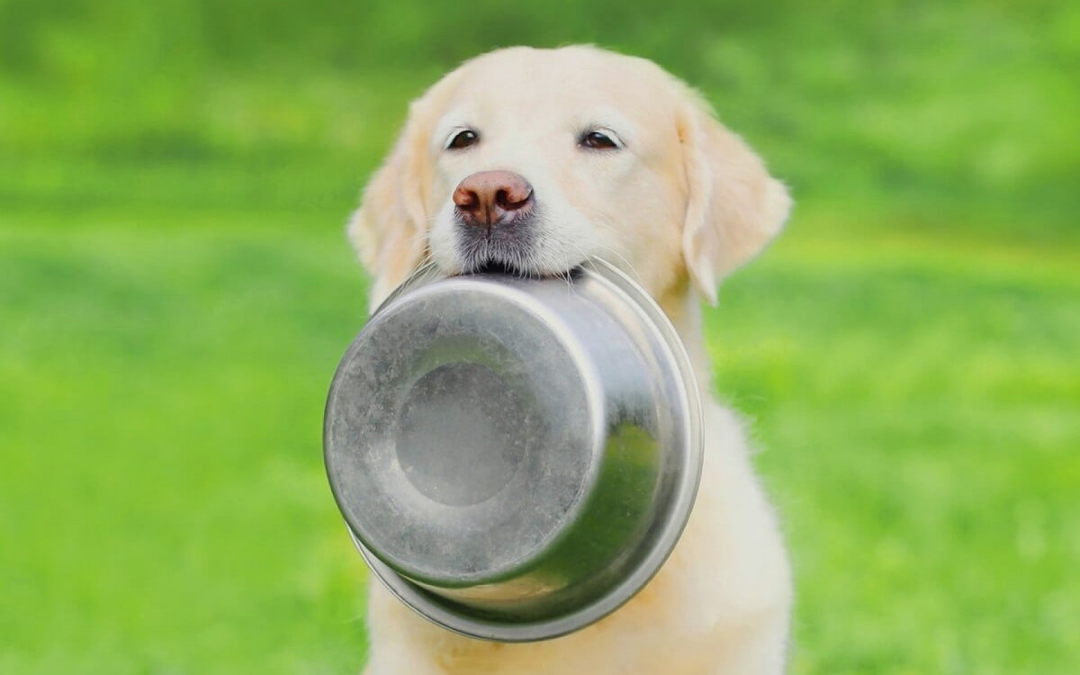 Má alimentação está entre os principais vilões do sobrepeso entre os pets (Imagem: Rohappy | Shutterstock) 
