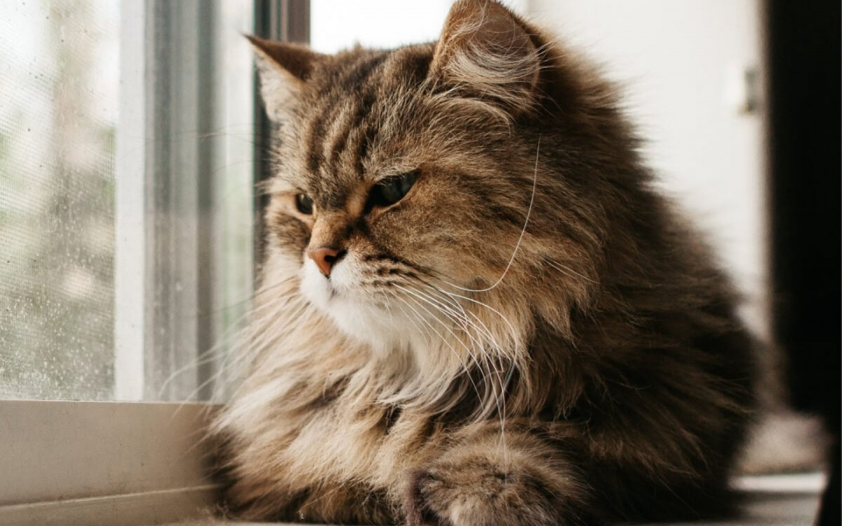 Gatos estressados podem ter respostas físicas e comportamentais negativas (Imagem: Danielle Armstrong | Shutterstock) 