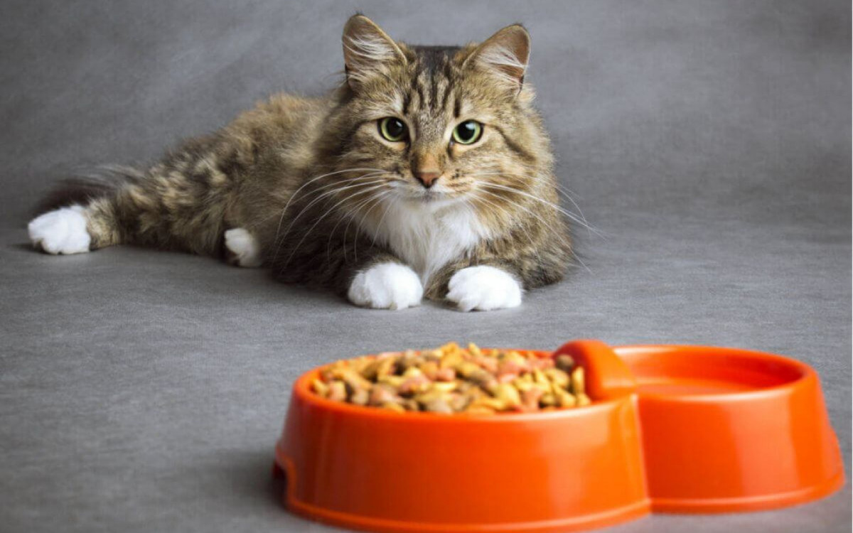 Alimentação adequada evita doenças em gatos (Imagem: fantom_rd | Shutterstock)