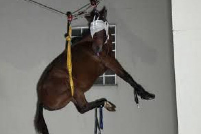 Vídeo: égua é resgatada do terceiro andar de prédio no Rio Grande do Sul