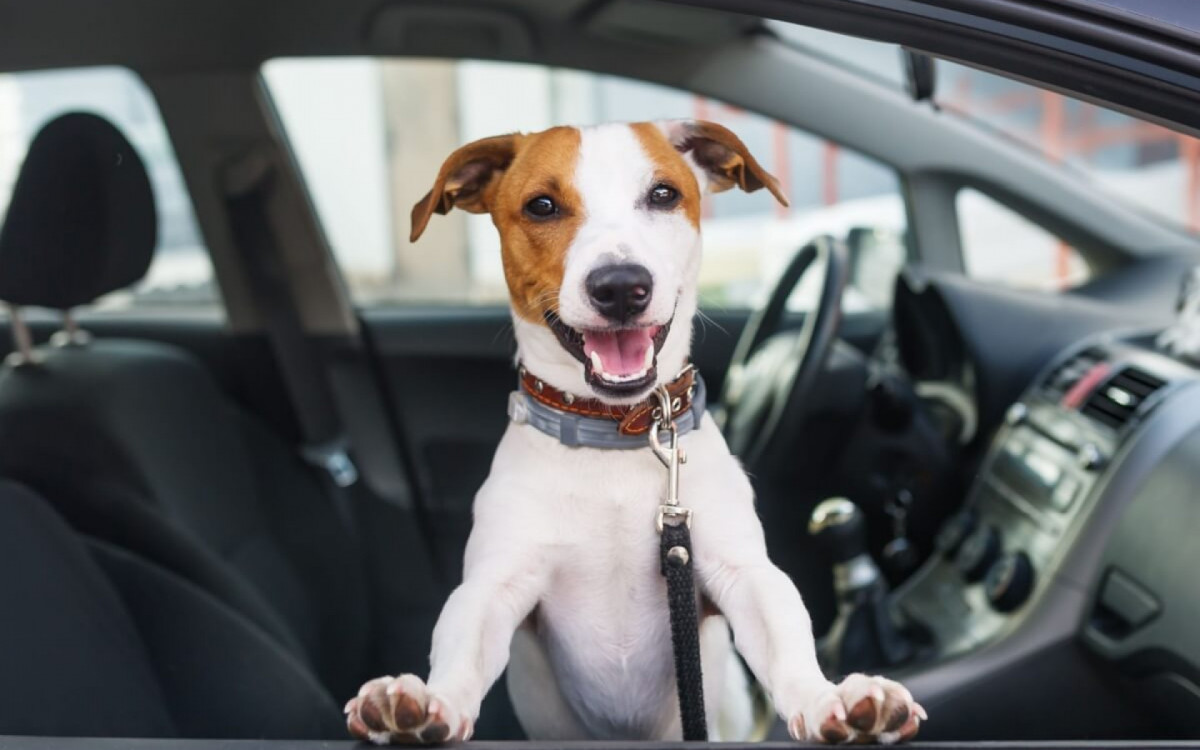 Adotar alguns cuidados ao andar de carro com animais ajuda a evitar acidentes (Imagem: Kazlova Iryna | Shutterstock)