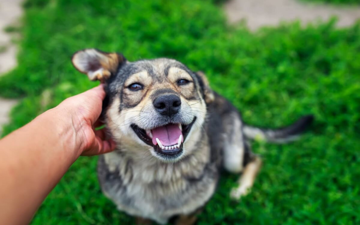 Ter cuidados preventivos mantém os pets saudáveis por mais tempo (Imagem: Bachkova Natalia | Shutterstock) 

