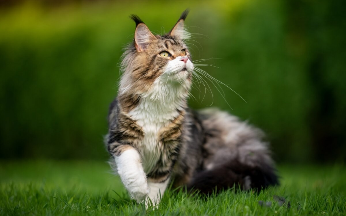 Algumas raças de gato se destacam por sua beleza única e encantadora (Imagem: Nils Jacobi | Shutterstock) 