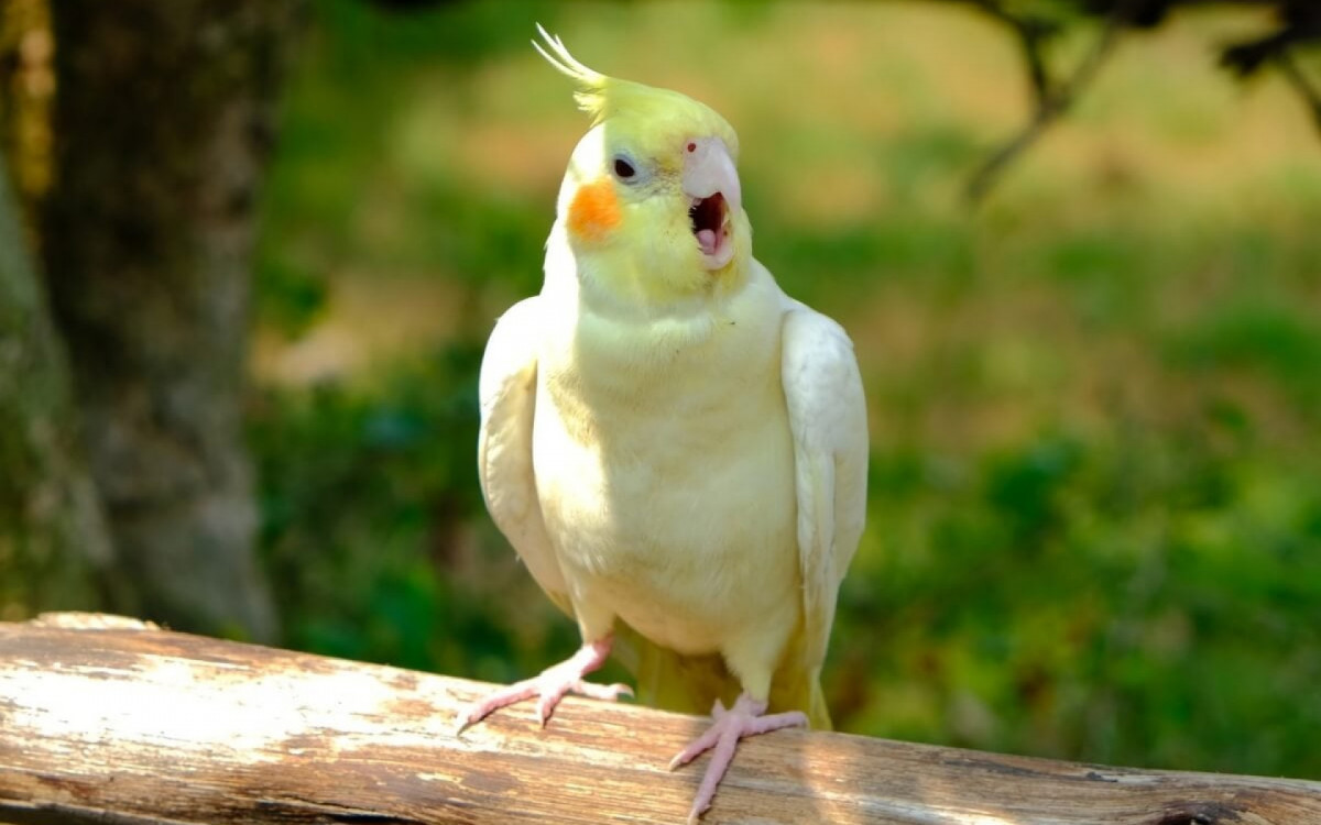 As características únicas dos pássaros cativam os tutores (Imagem: Fastview | Shutterstock) 