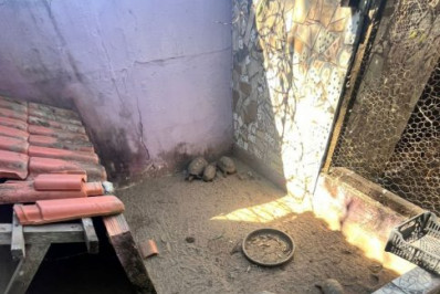 Sete jabutis e um papagaio mantidos ilegalmente em Cabo Frio são apreendidos