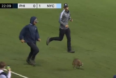 Vídeo: guaxinim invade campo e jogo da MLS é paralisado por quatro minutos 