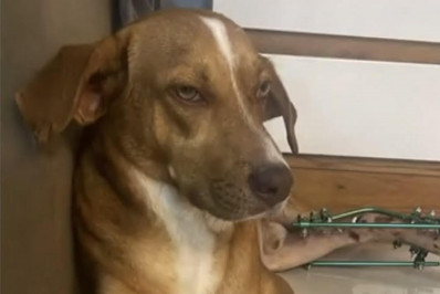 Casal que atropelou cachorro e o resgatou procura pelos tutores