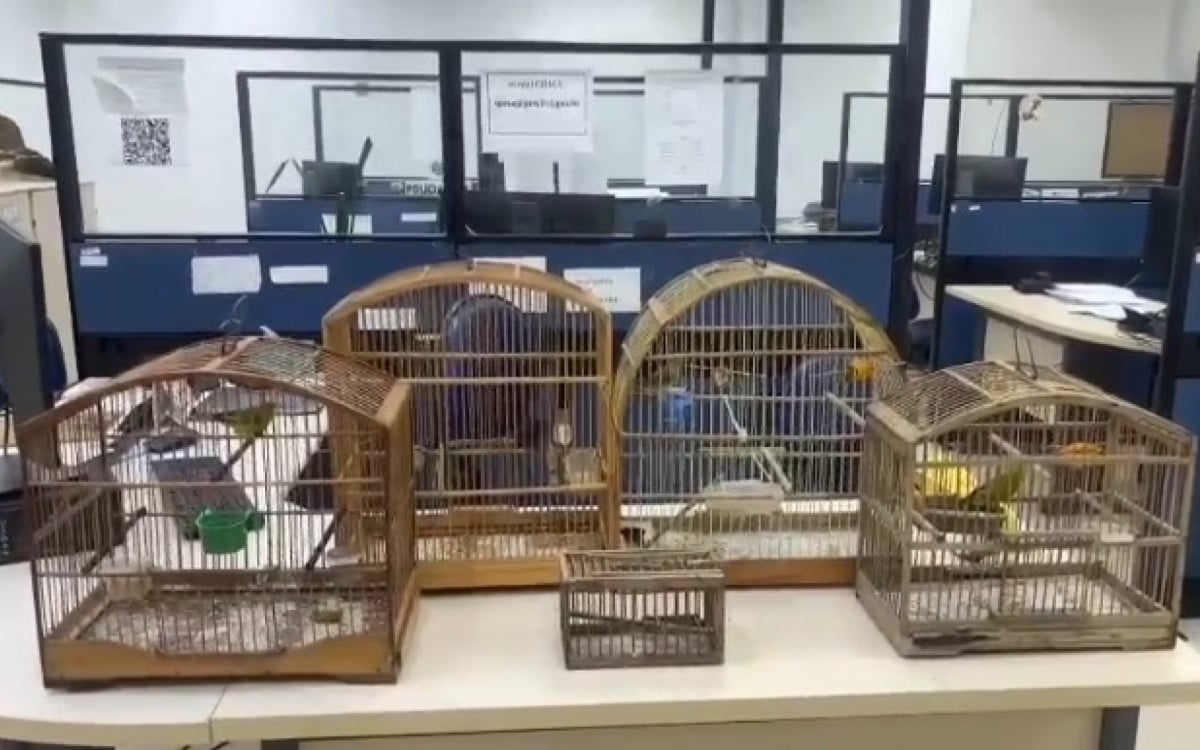 Agentes apreenderam diversas gaiolas e encontraram aves silvestres - Divulgação/Polícia Rodoviária Federal
