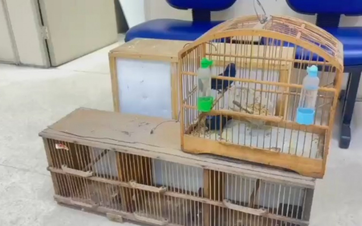 Aves silvestres foram encontradas durante a operação