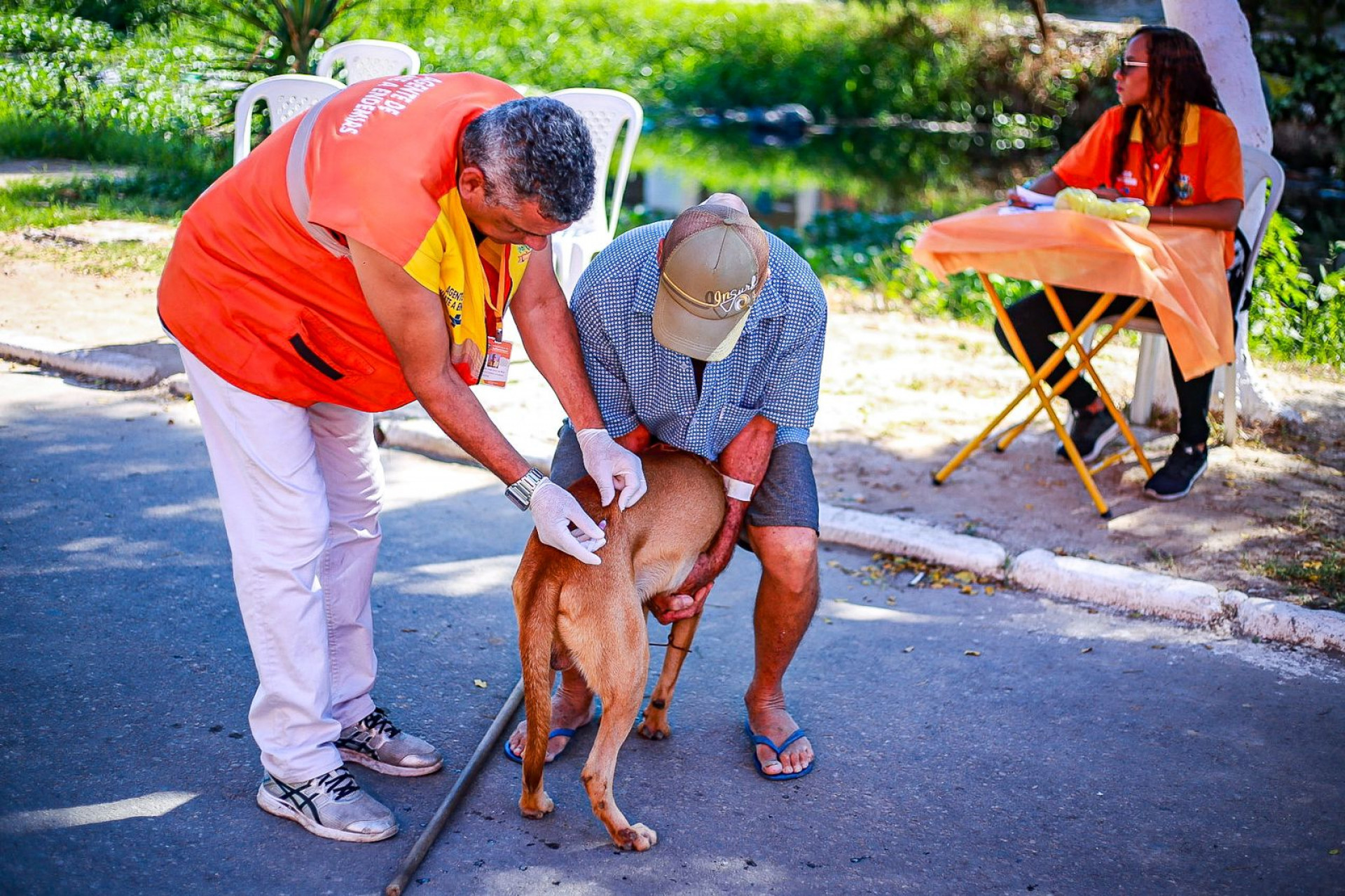 A campanha de vacinação antirrábica imunizou 521 animais, sendo 394 cães e 127 gatos - Rafael Barreto / PMBR