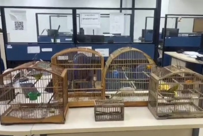 Ação mira tráfico de animais silvestres na Baixada Fluminense