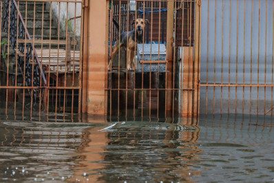 RS firma acordo com ONG para assistência a animais resgatados