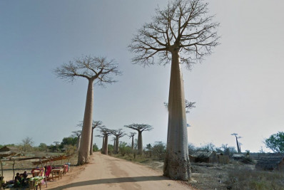 Ancestral dos baobás, a 'árvore da vida', surgiu há 21 milhões de anos, aponta estudo