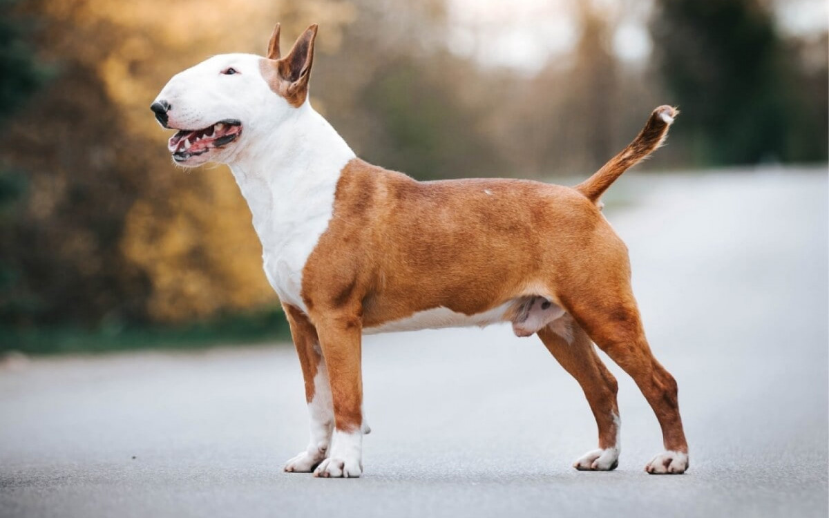 Cachorros da ra&ccedil;a bull terrier s&atilde;o &aacute;geis e determinados (Imagem: Eve Photography | Shutterstock)