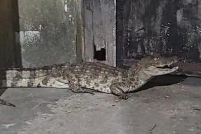 Vídeo mostra jacaré em área residencial sendo capturado por moradores na Cidade de Deus