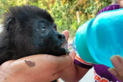 No México, dezenas de macacos caem mortos de árvores devido ao calor