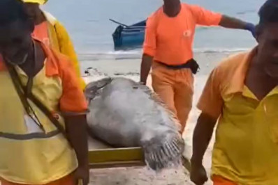 Peixe de 100 quilos é encontrado morto na Praia de Boa Viagem, em Niterói