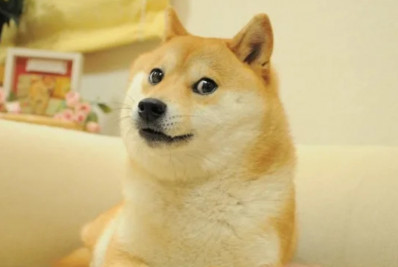 Morre Kabosu, cadelinha japonesa do meme viral 'Doge'