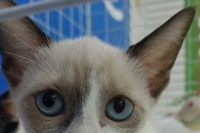 Caxias Shopping realiza Feira de Adoção Pet no próximo dia 25