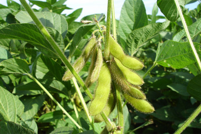 Umidade prejudica finalização de colheita de soja no RS e afeta qualidade e custos