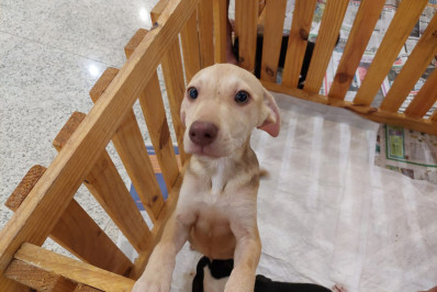 Feira de adoção de pets da Prefeitura de Nova Iguaçu completa um ano com mais de 120 animais encaminhados para novos lares