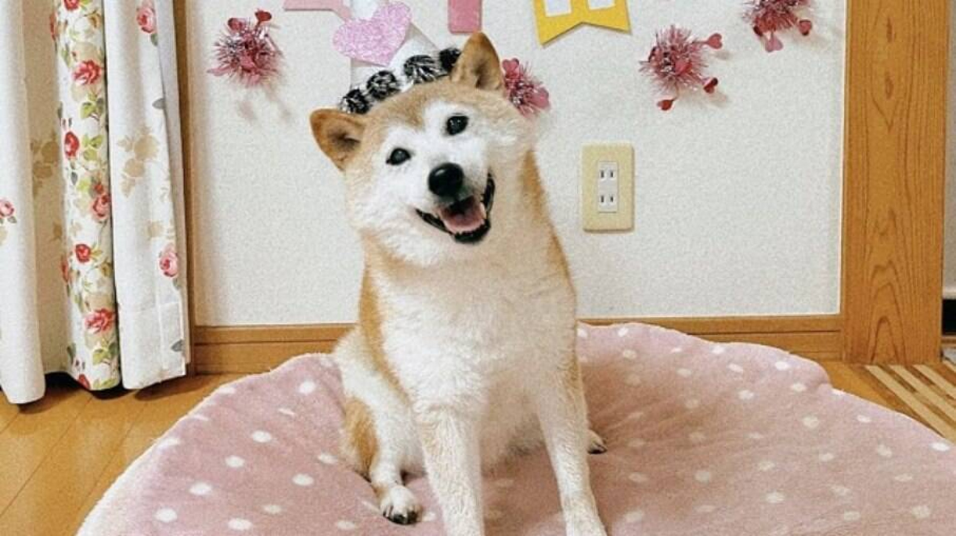 Kabosu estreleu uma infinidade de versões do meme 'Doge' usado em todo o mundo. 

 - Atsuko Sato