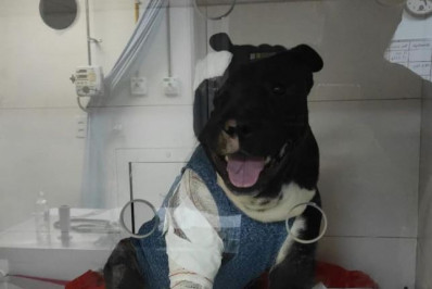 Campanha busca custear tratamento de cão com infecção generalizada e queimaduras