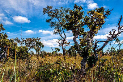 Desmatamento avança no Cerrado brasileiro e supera pela primeira vez a Amazônia