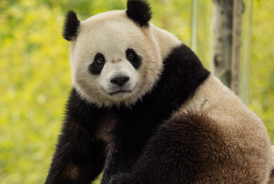 China volta com diplomacia do panda e envia dois ursos aos EUA