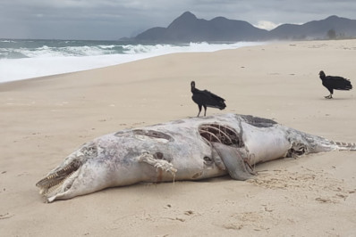 Golfinho é encontrado morto na praia de Itaipuaçu 