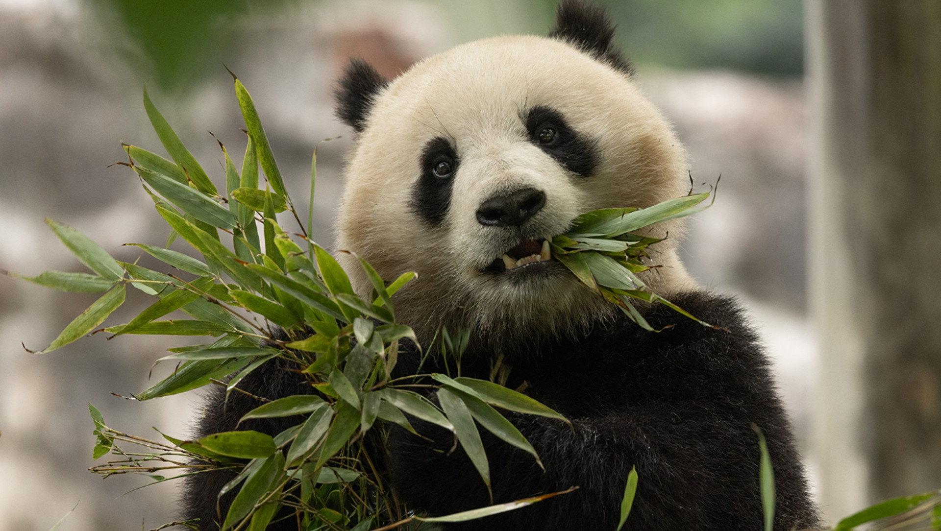  - Divulgação / Smithsonian National Zoological Park