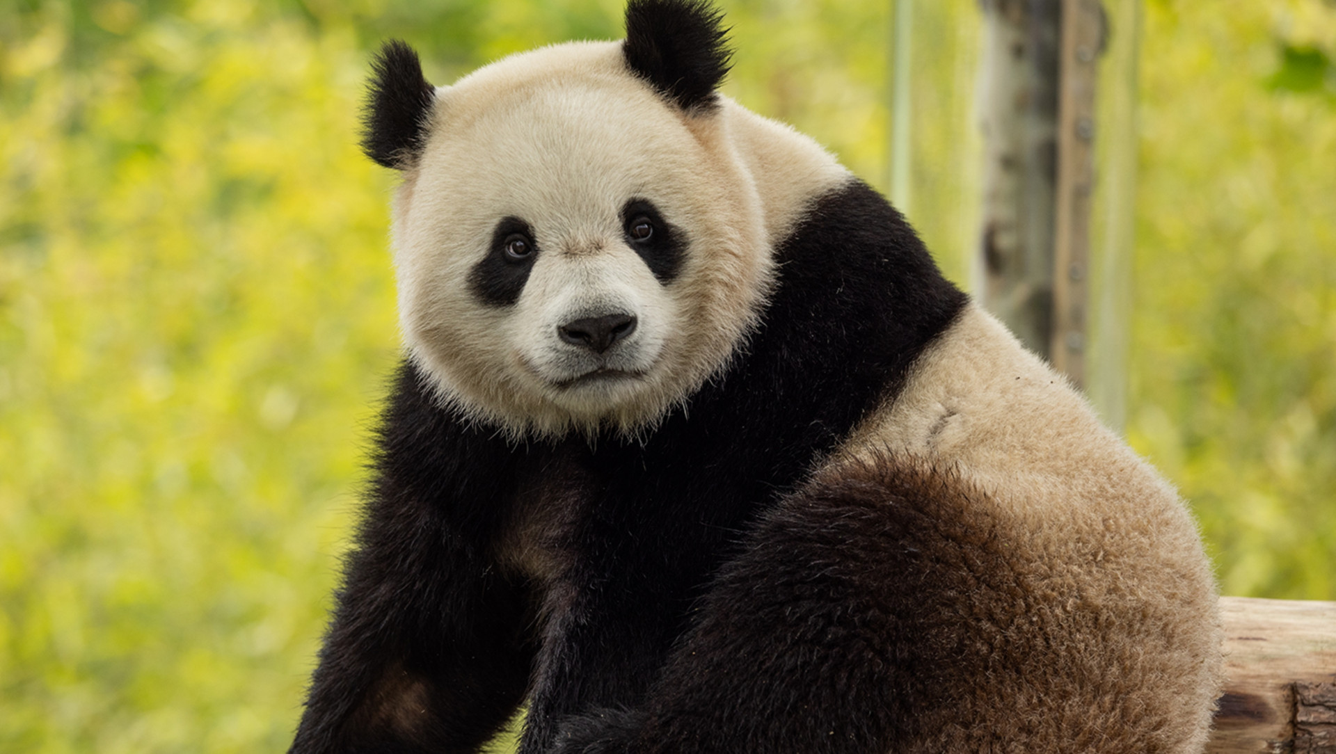 Bao Li é o macho do casal - Divulgação / Smithsonian National Zoological Park