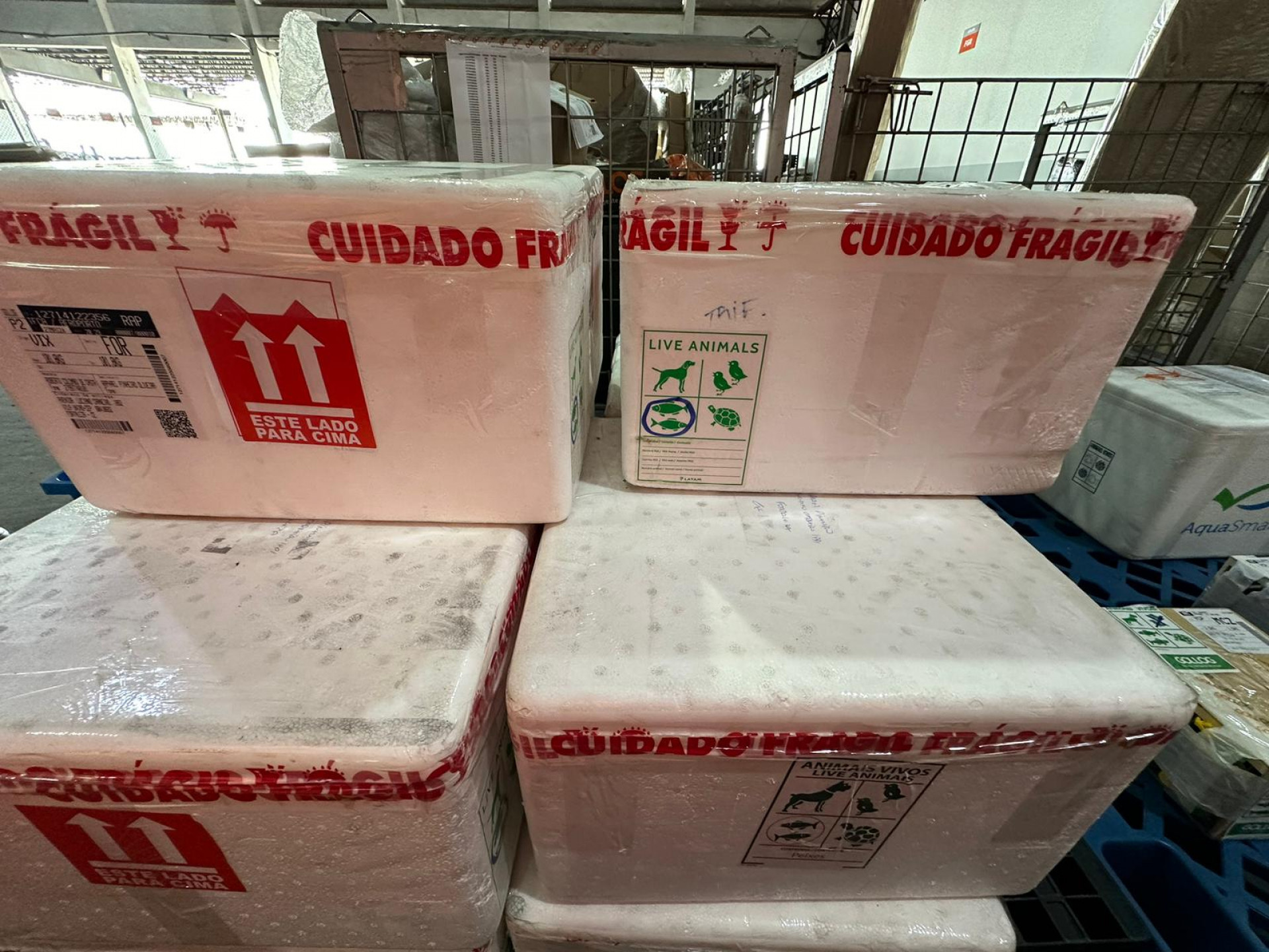 Companhias foram autuadas por irregularidades no transporte de animais - Divulgação