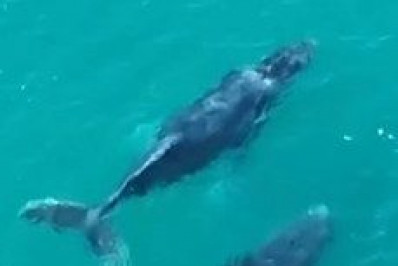 Seis baleias são flagradas em Arraial do Cabo nesta segunda (3); veja vídeo