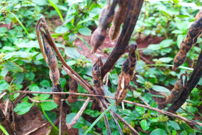 Mais de 206 mil propriedades rurais foram afetadas pelas enchentes no RS