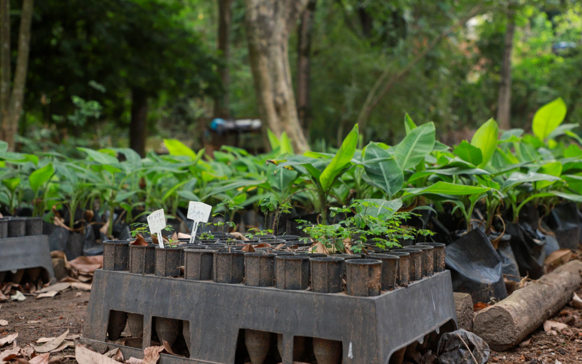 Horto Municipal Sergio Luiz será reinaugurado no Dia Mundial das Florestas (17 de julho)