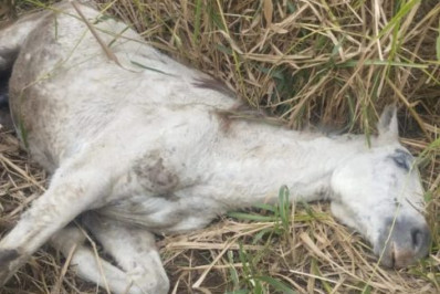 Cavalo é resgatado de vala em Arraial do Cabo