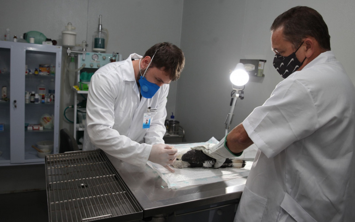 Atendimento de animais silvestres no CRAS